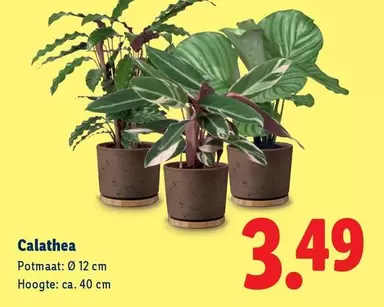 Calathea