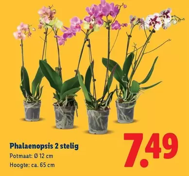 Phalaenopsis 2 stelig