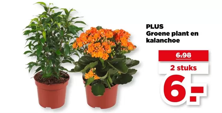 plant - Groene  en kalanchoe
