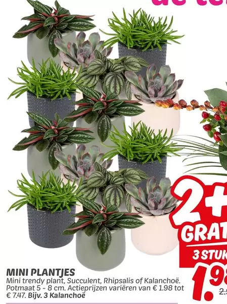 plant - MINI PLANTJES
