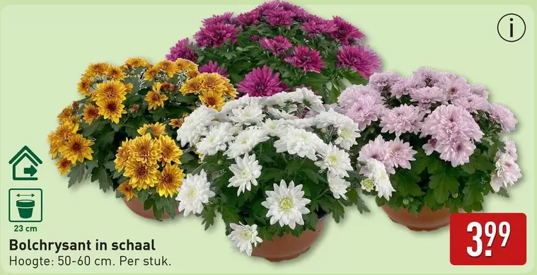 Bolchrysant in schaal