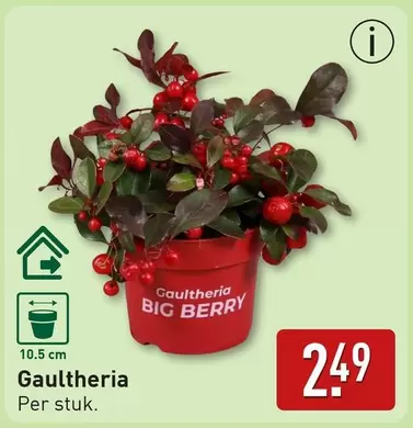 Big - Gaultheria