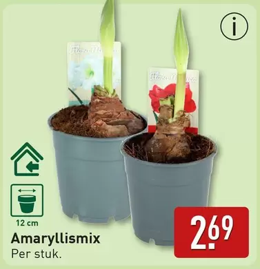 Amaryllismix