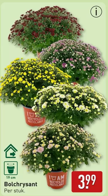 Bolchrysant