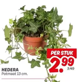 HEDERA