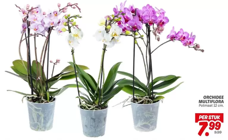 ORCHIDEE MULTIFLORA