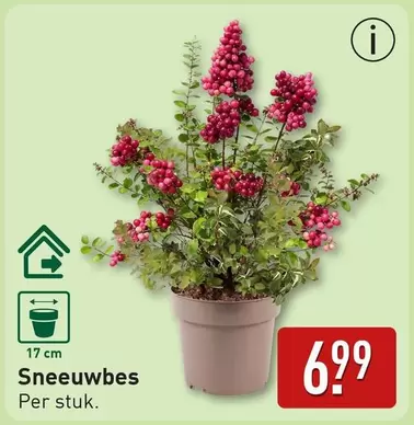 Sneeuwbes
