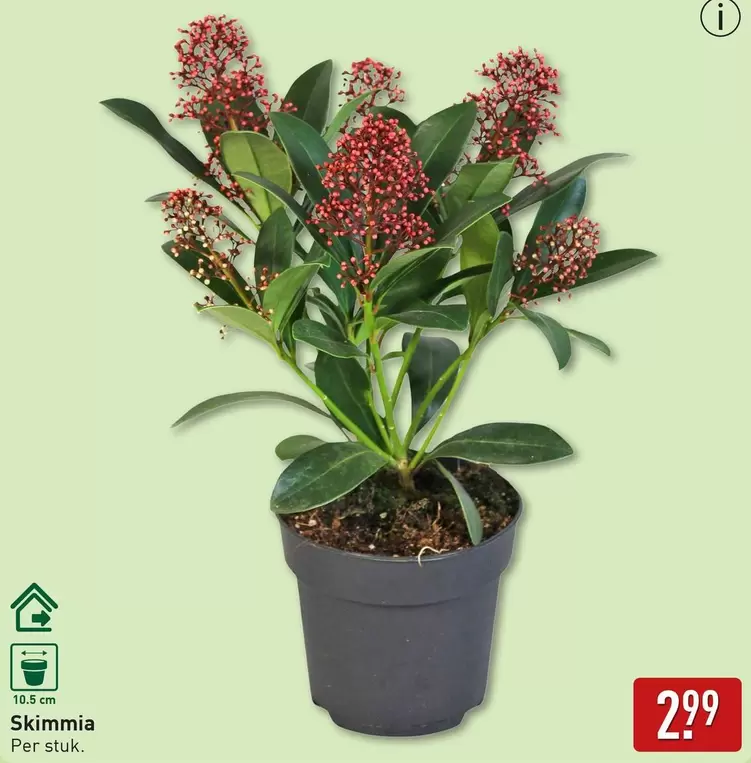 Skimmia