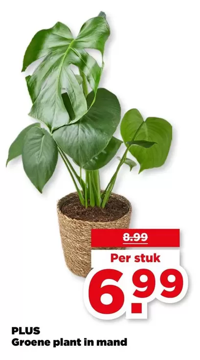 plant - Groene  in mand