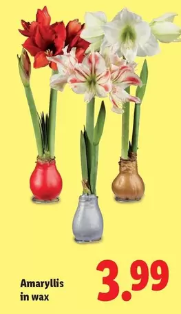 Amaryllis in wax