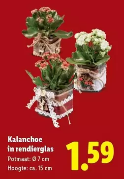 Kalanchoe in rendierglas