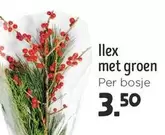 Ilex met groen