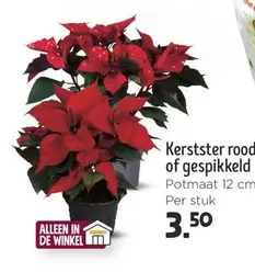 De - Kerstster rood of gespikkeld