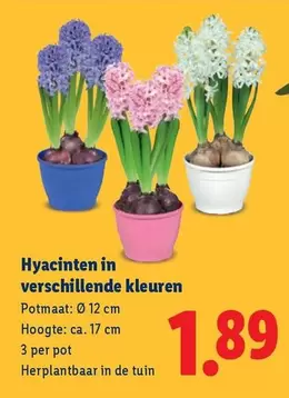 De - Hyacinten in verschillende kleuren