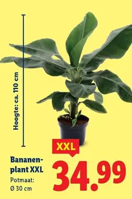 plant - Bananen XXL