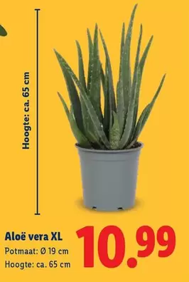 Aloë vera XL