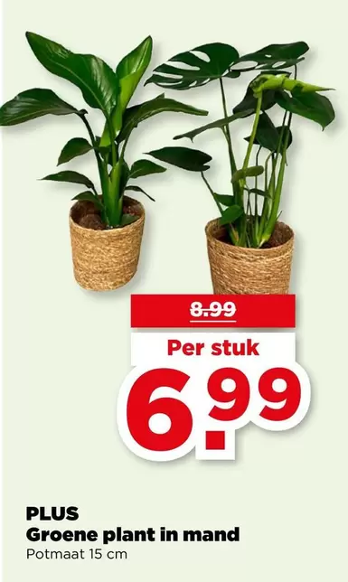 plant - Groene  in mand