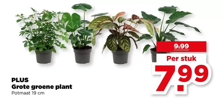 plant - Grote groene