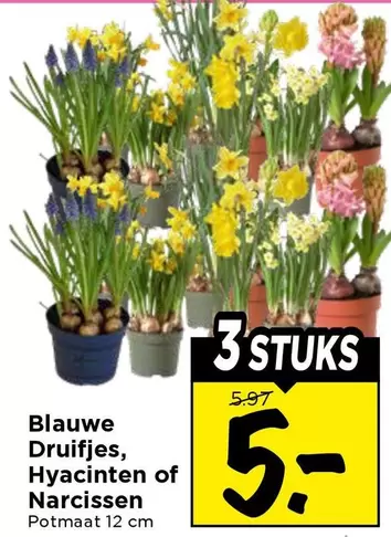 Blauwe Druifjes, Hyacinten of Narcissen