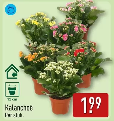 Kalanchoë