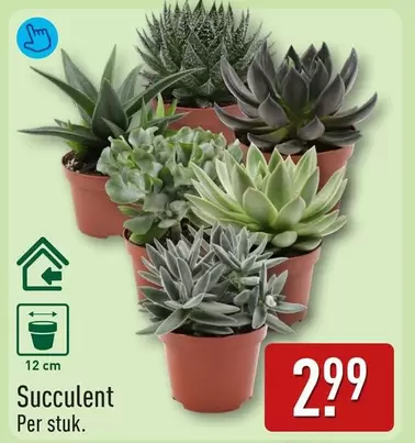 Succulent