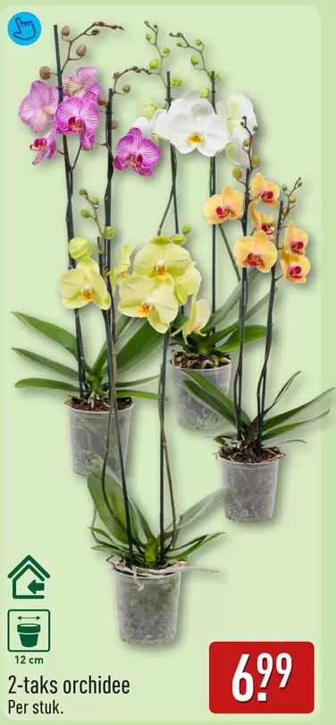 2-taks orchidee