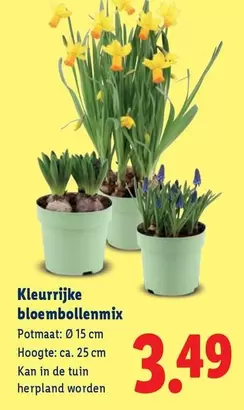 De - Kleurrijke bloembollenmix