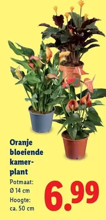 plant - Oranje bloeiende kamer
