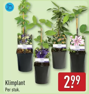 Klimplant