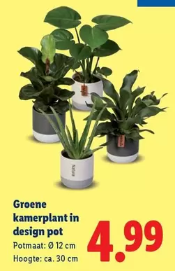 Design - Groene kamerplant in design pot