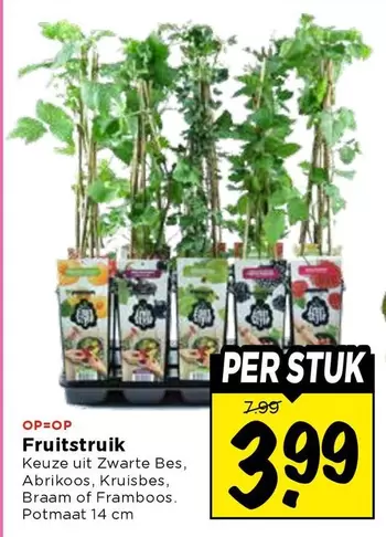 Fruitstruik