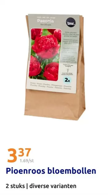 Pioenroos bloembollen