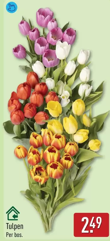 Tulpen