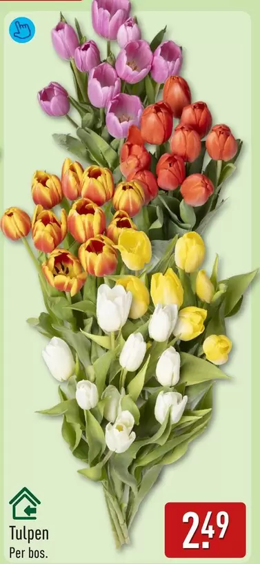 Tulpen