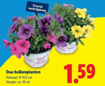 Duo -  balkonplanten