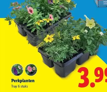 Perkplanten