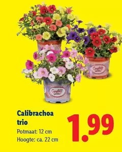 Calibrachoa trio