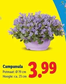 Campanula