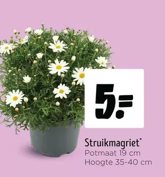 Struikmagriet