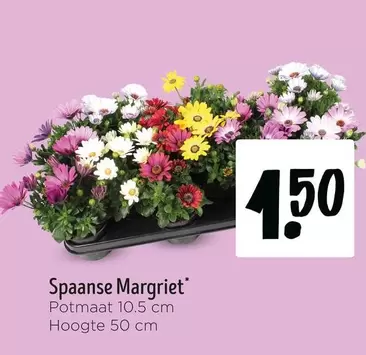 Spaanse Margriet