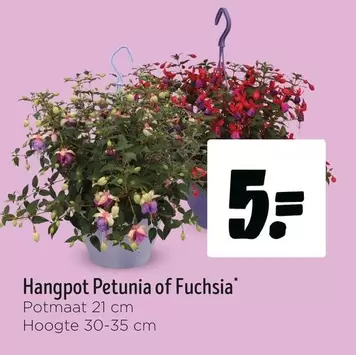 Hangpot Petunia of Fuchsia