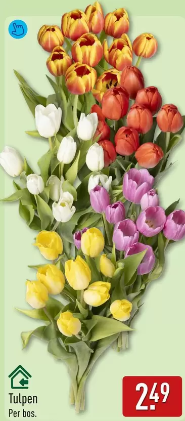 Tulpen