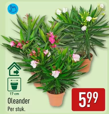 Oleander