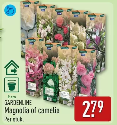 Magnolia - of camelia