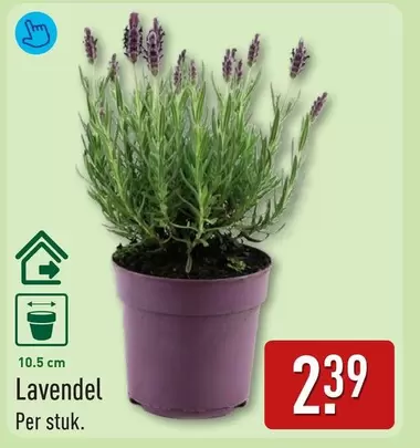 Lavendel
