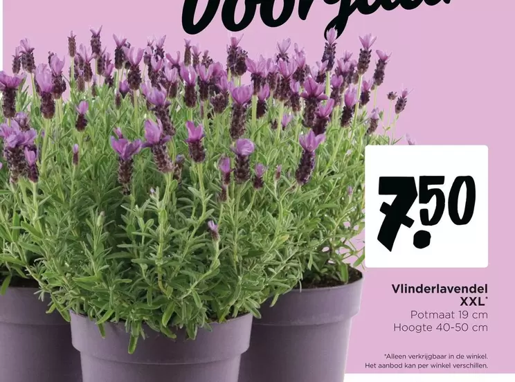 De - Vlinderlavendel