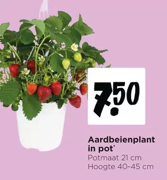 Aardbeienplant in pot