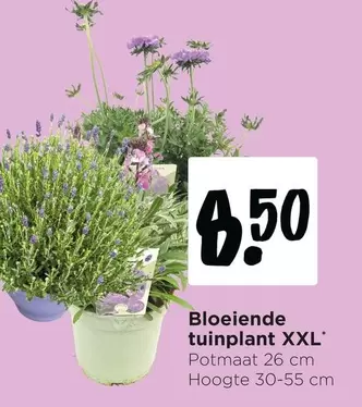 Bloeiende tuinplant XXL