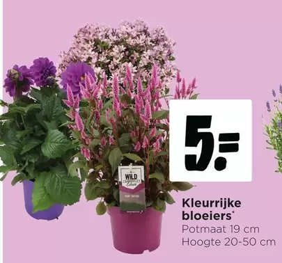 Kleurrijke bloeiers