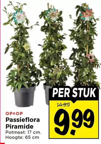 Passieflora Piramide